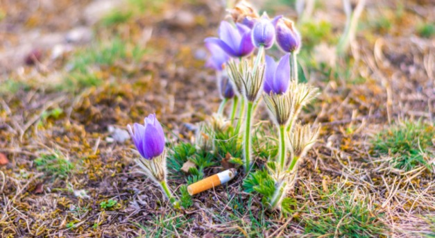 A cigarettázás a környezetünket is károsítja