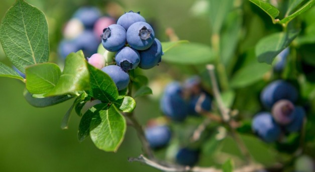 Kiskertben is könnyen nevelhető az áfonya